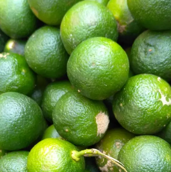 Kasturi Lime (Jeruk Kunci)