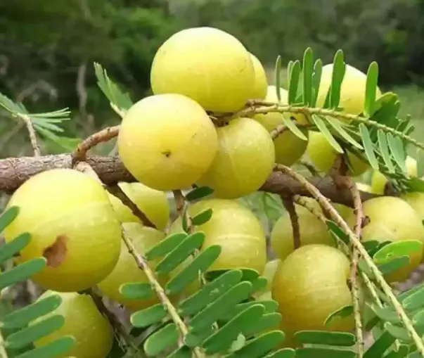 Cermai / Gooseberry Tree Fruit