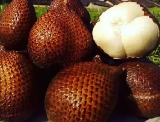 Balinese Salak (Salak Bali)