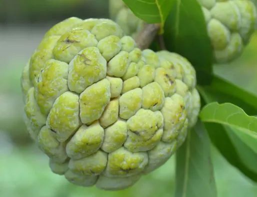 Sugar-Apple / Sweetsop (Srikaya)