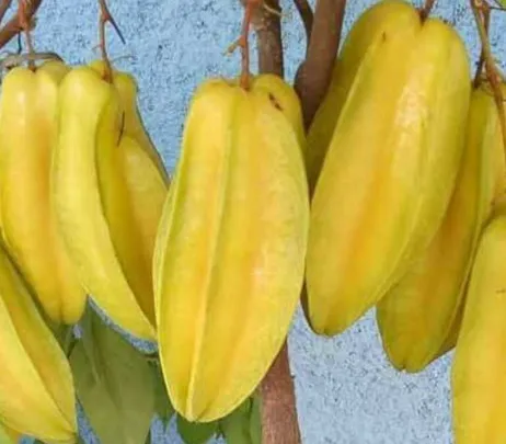 Carambola / Starfruit (Belimbing Wuluh)