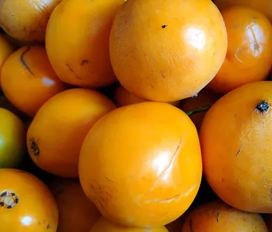 Mundu / Apple-Berry Fruit
