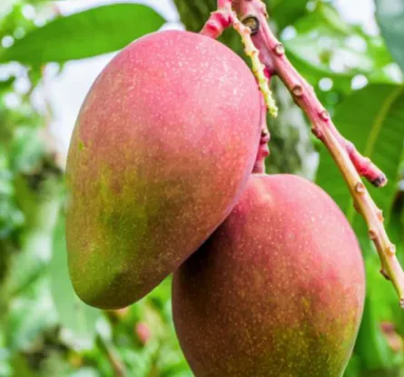 Kemang Fruit (Aromatic Wild Mango)