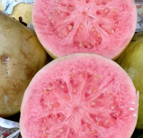 Red-Fleshed Guava (Jambu Biji Merah)