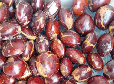 Jengkol (Archidendron pauciflorum)