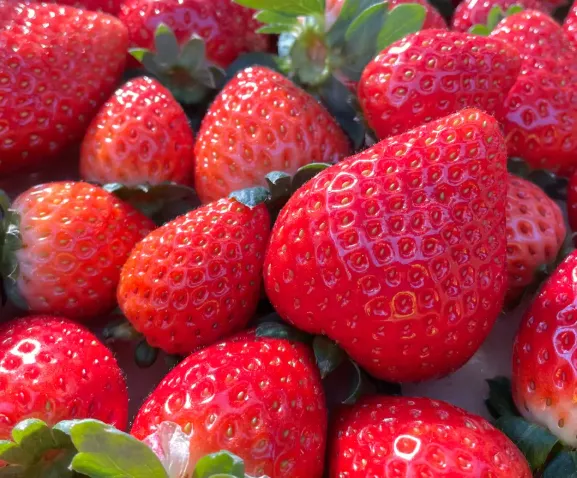Tropical Strawberry