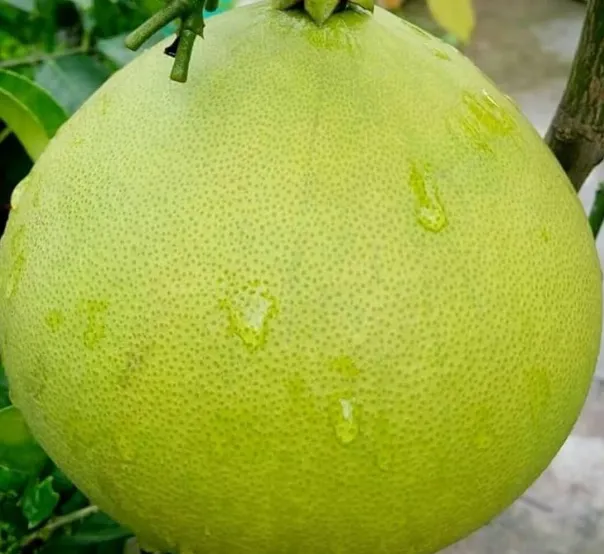 Giant Nambangan Pomelo