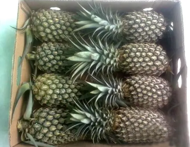 Queen Pineapple