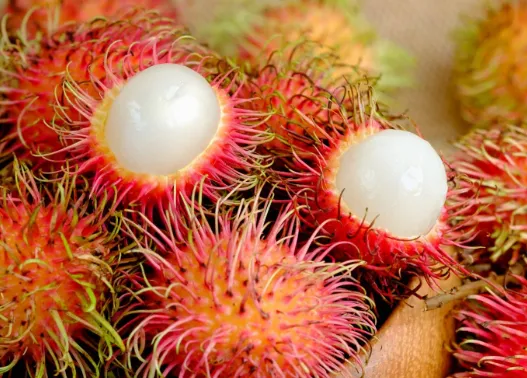 Red-Skinned Rambutan Rapiah