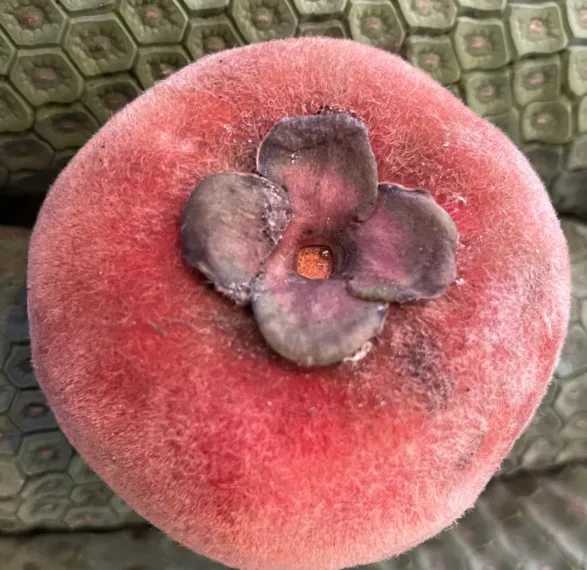 Exotic Velvet Apple