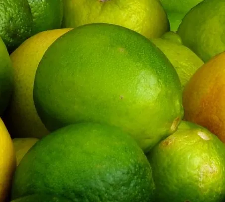 Fresh Key Lime (Jeruk Nipis)