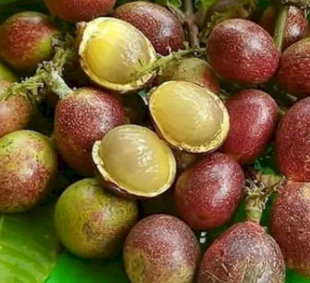 Matoa Fruit