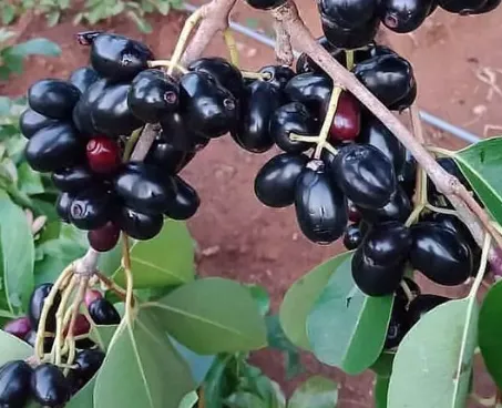 Jamblang / Java Plum (Juwet)