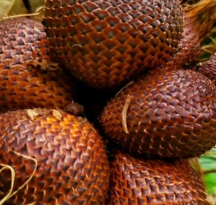 Fresh Salak Pondoh Super