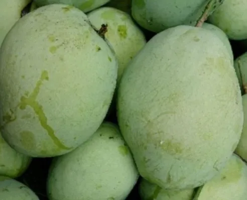 Indramayu Mango (Cengkir)
