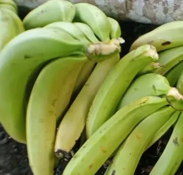 Kelud Banana