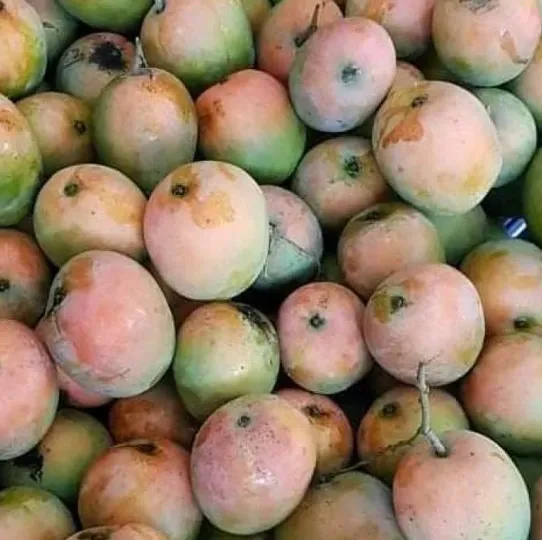 Gedong Gincu Mango (Juice Grade)