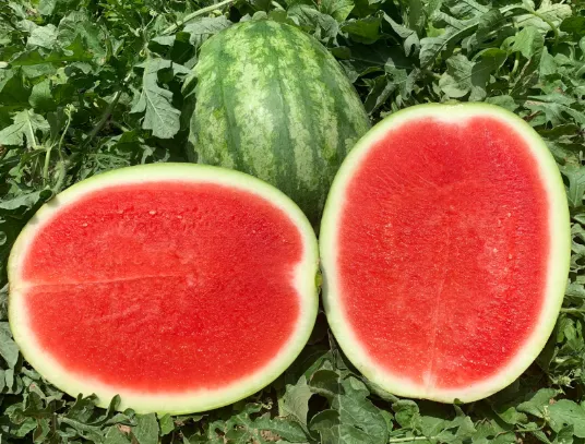 Mini Seedless Watermelon