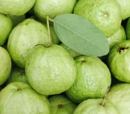 Sweet Guava (Jambu Słodka)