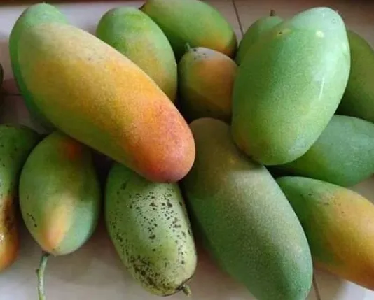 Golek Mango (Indian Type)
