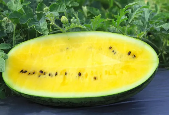 Yellow-Skinned Watermelon