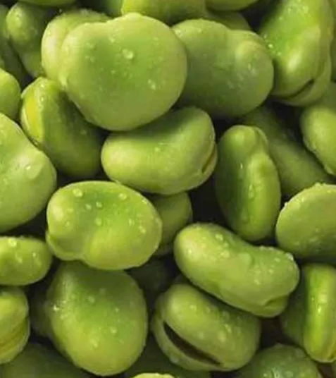 IQF Fava Beans (Double-Podded)