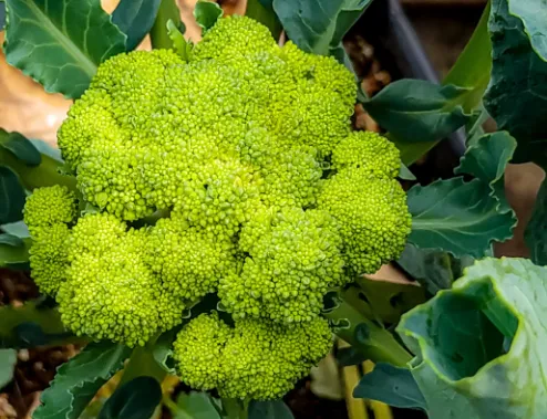 Broccoli Leaves