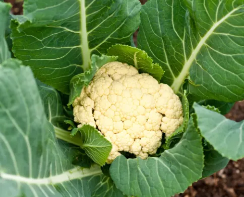 Cauliflower Leaves