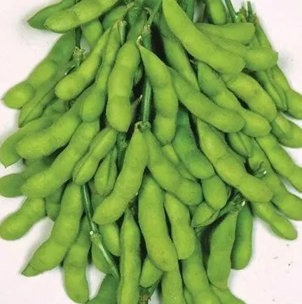 IQF Edamame (Shelled)
