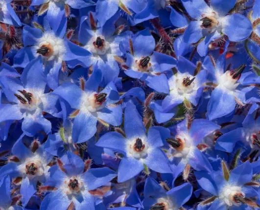 Borage (Starflower)