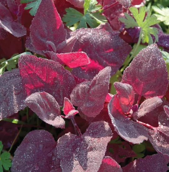 Red Orach (Mountain Spinach)