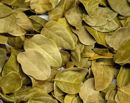 Indonesian Bay Leaves (Daun Salam)