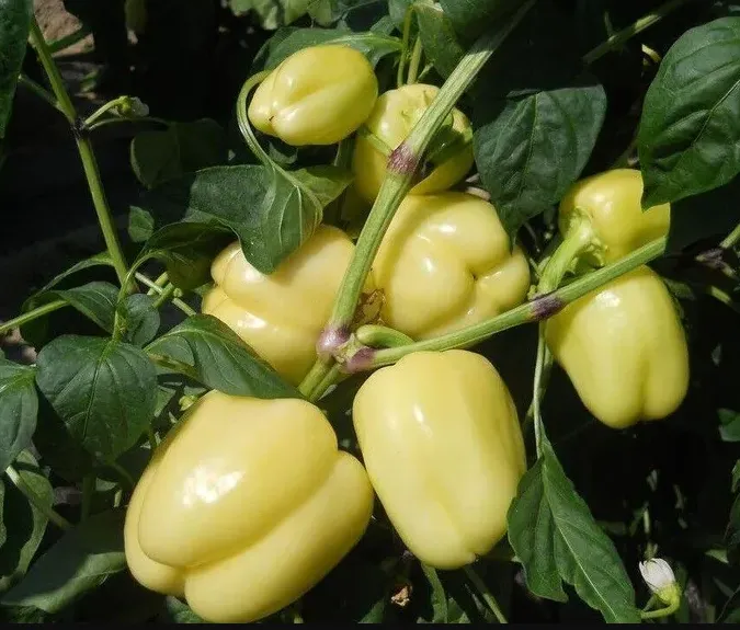 White Bell Peppers
