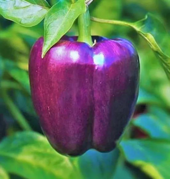 Purple Bell Peppers