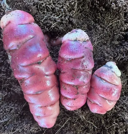 Oca (New Zealand Yam)