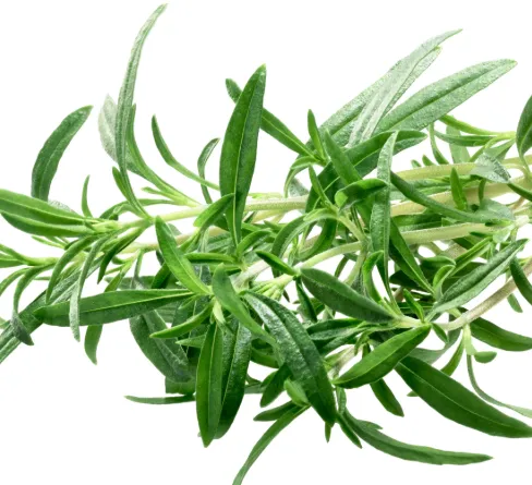 Summer Savory