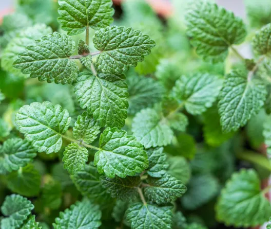 Lemon Balm