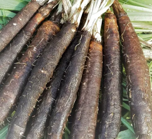 Black Salsify (Scorzonera)