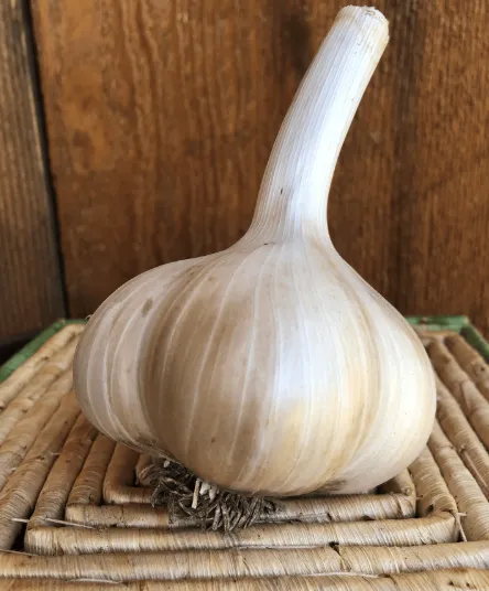 Elephant Garlic