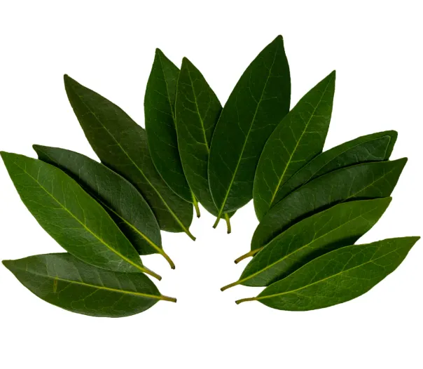 Fresh Bay Leaves (Laurel)