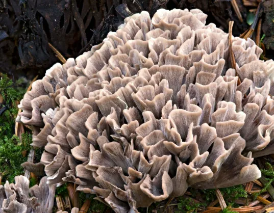 Maitake Mushrooms (Hen-of-the-Woods)