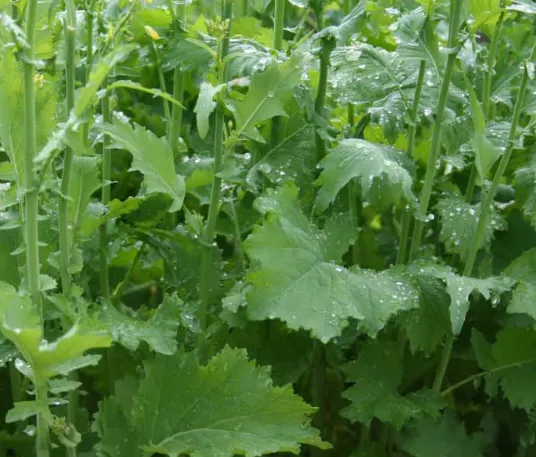 Broccoli Rabe (Rapini)
