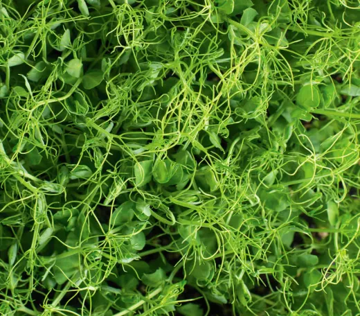 Pea Shoots and Tendrils