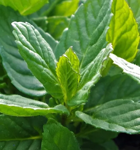 Fresh Spearmint