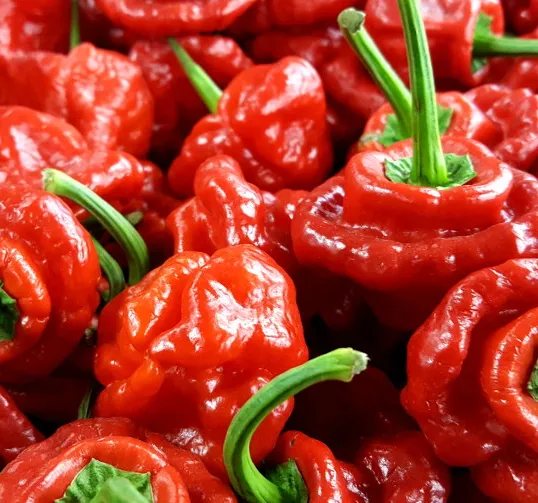 Scotch Bonnet Peppers