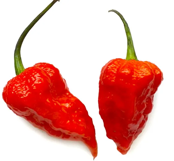 Ghost Peppers (Bhut Jolokia)