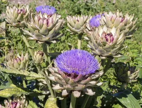 Cardoon (Artichoke Thistle)