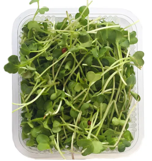 Radish Microgreens