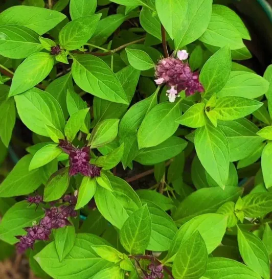 Thai Sweet Basil (Horapha)