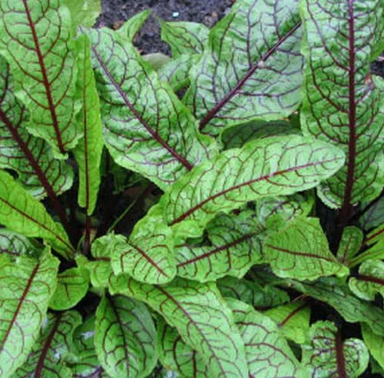 Red-Veined Sorrel